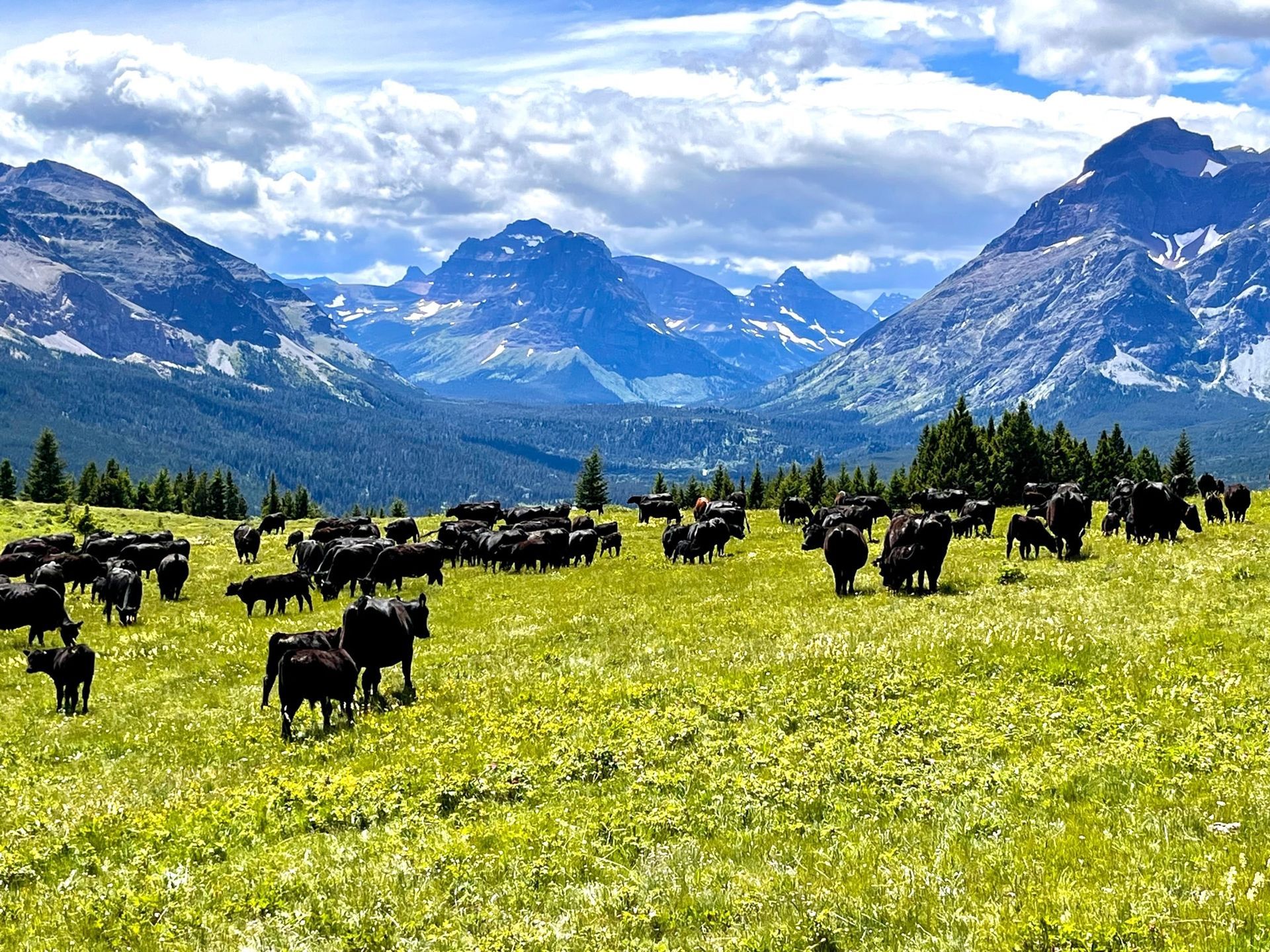 A herd of bison grazing in a grassy field with mountains in the background.