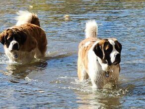 Two saint bernard dogs are walking through a body of water.