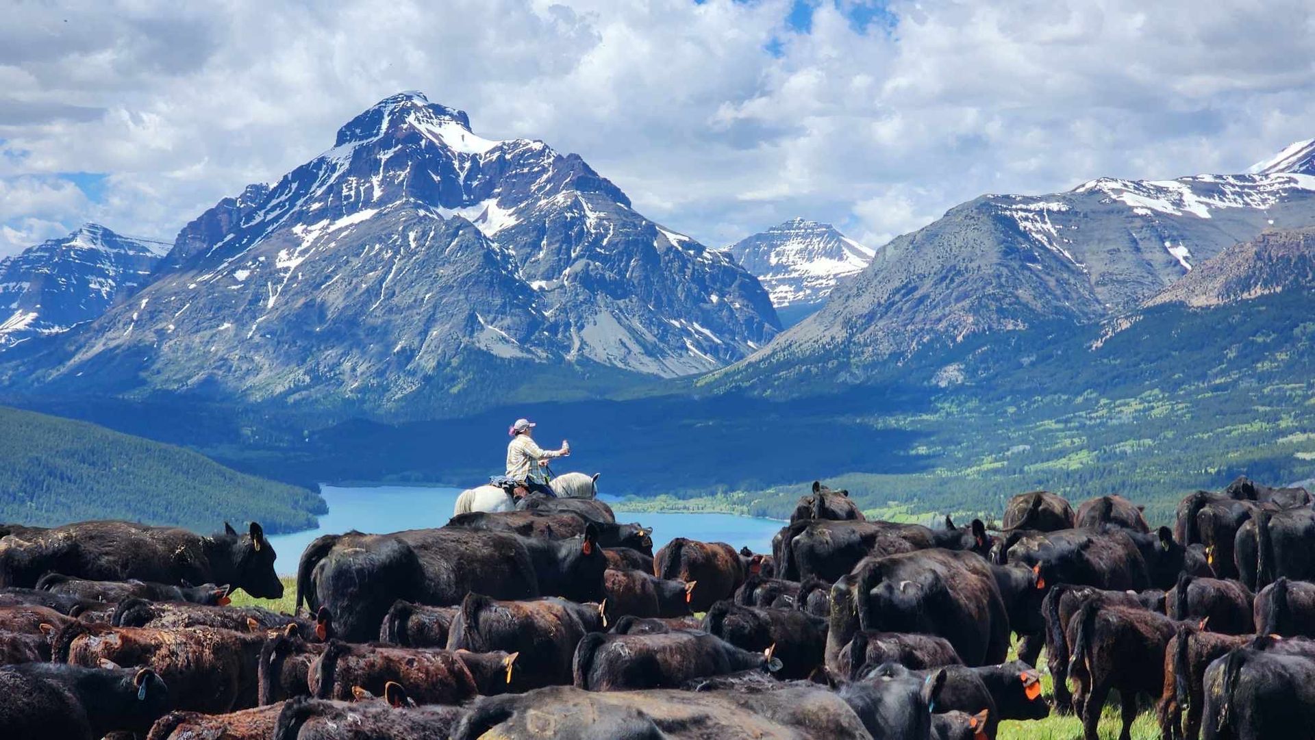 A man is riding a horse in front of a herd of cattle.
