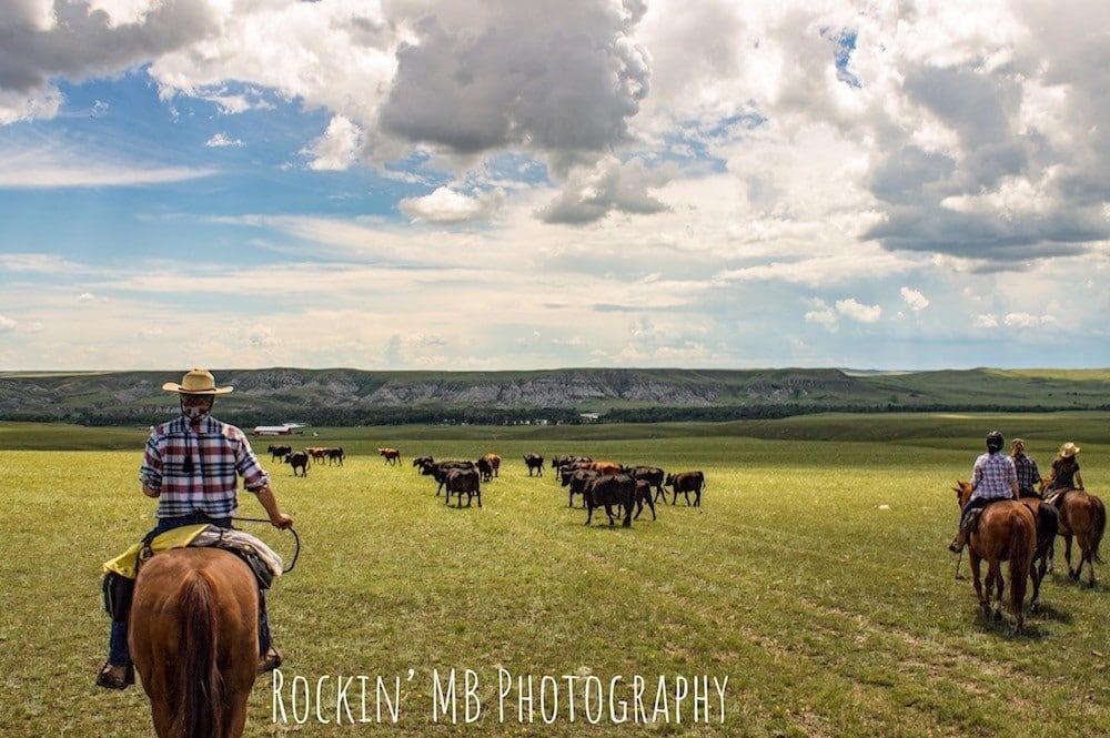 A man is riding a horse in a field with a herd of cattle.