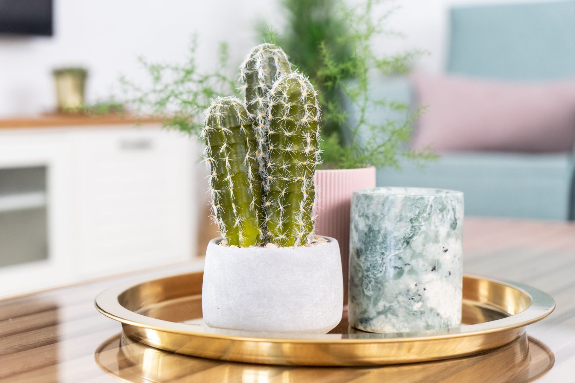 קקטוס בכלי לבן על מגש זהב