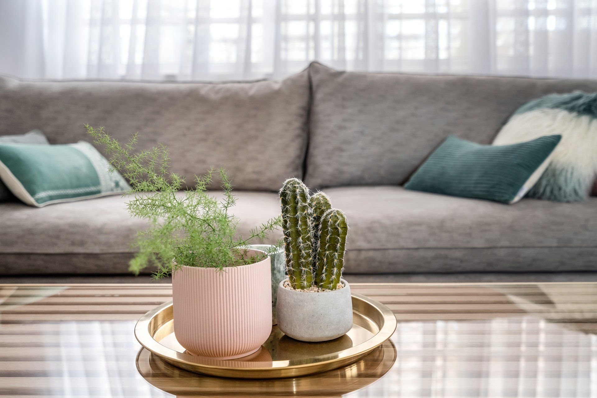 עציצים דקורטיביים על שולחן סלון