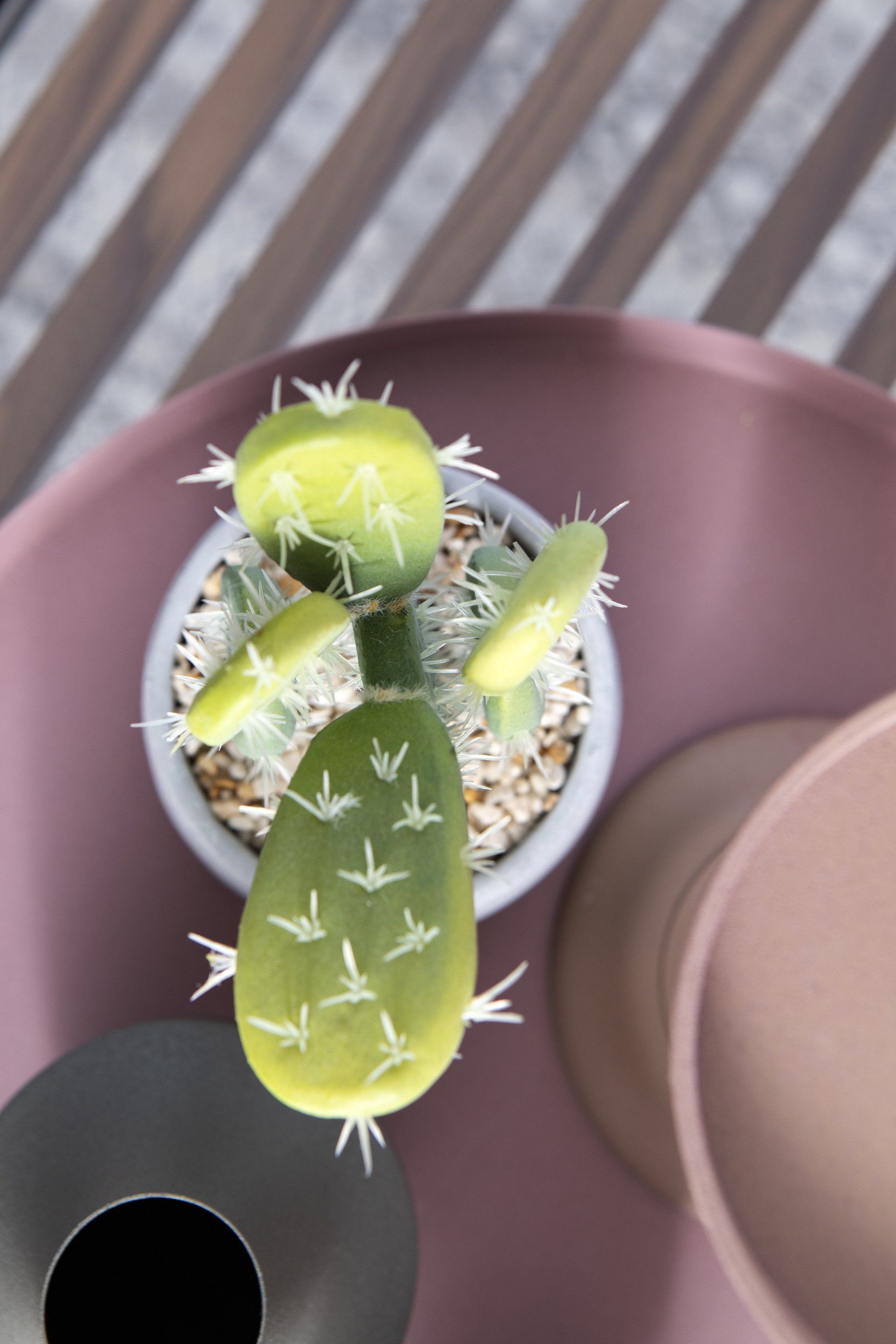 קקטוס במבט מלמעלה