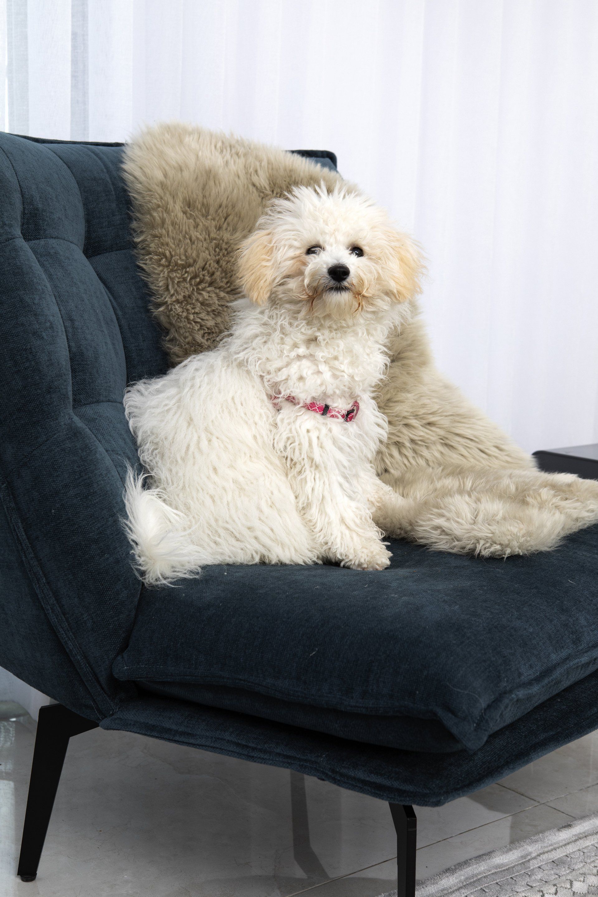 כלב חמוד על כורסה כחולה