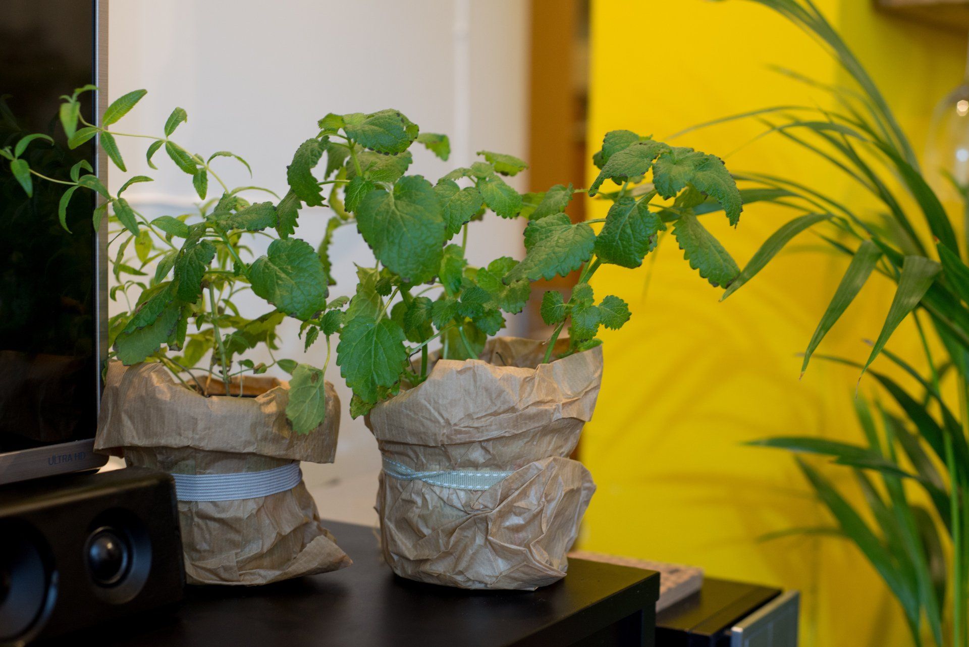 עציצים בתוך כלי קרמיקה