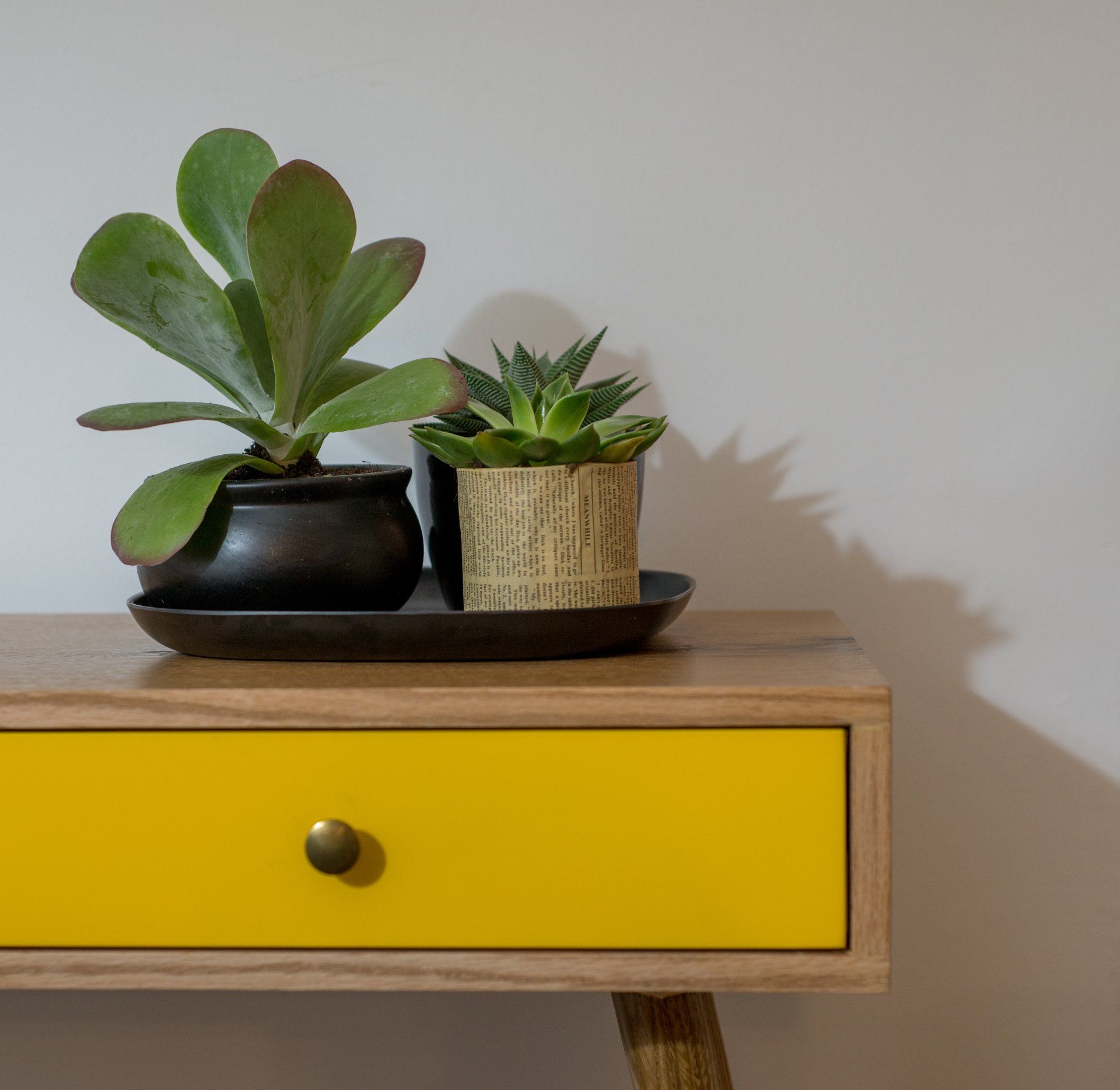 קונסולה צהובה וסוקולנטים