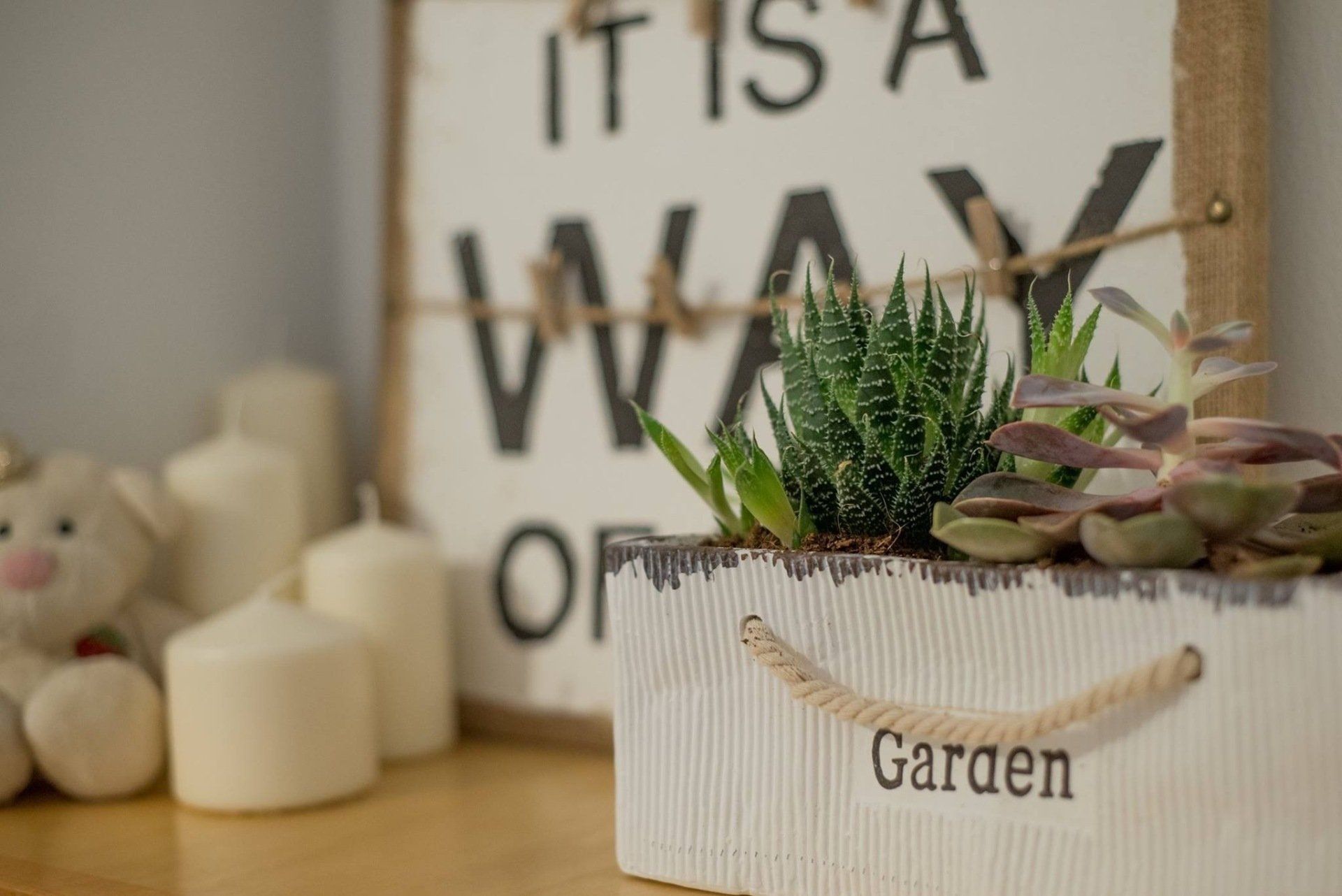 צמחים ועציצים