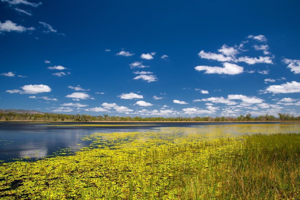 A Large Body Of Water Surrounded By Tall Grass And A Blue Sky With Clouds — Pro Cut N Core In Mareeba, QLD