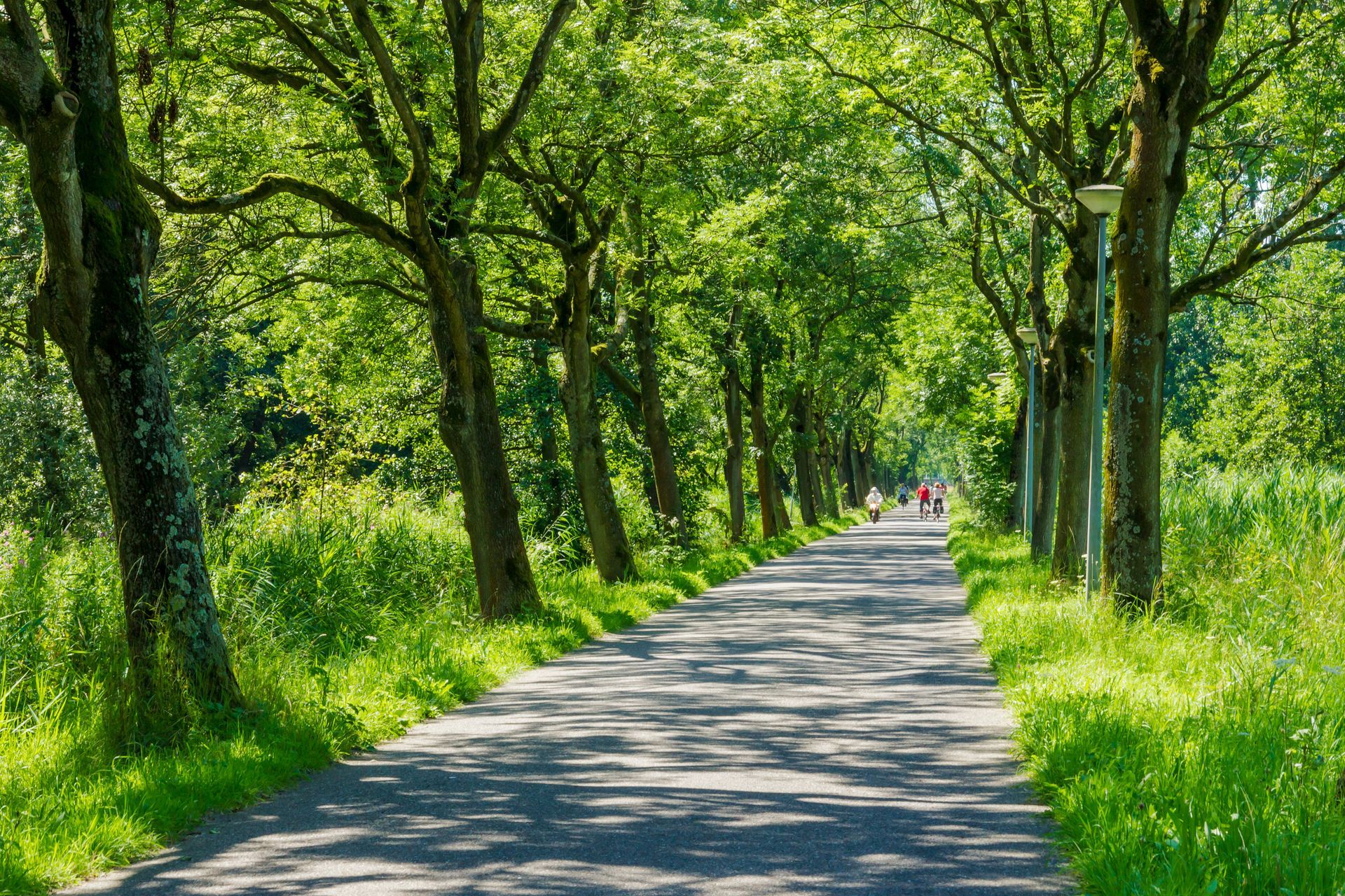 A road lined with trees and grass on a sunny day.