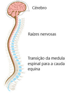 Cérebro e medula espinal