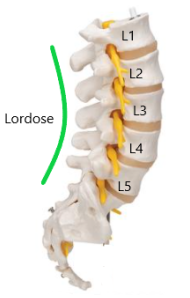 curvatura fisiológica chamada lordose