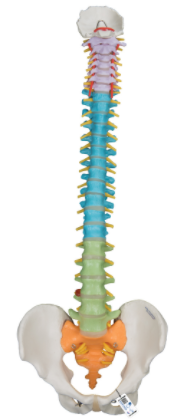 Modelo coluna vertebral AP