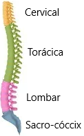 Modelo coluna vertebral Perfil