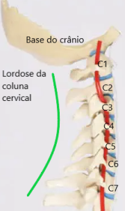 curvatura fisiológica chamada cifose