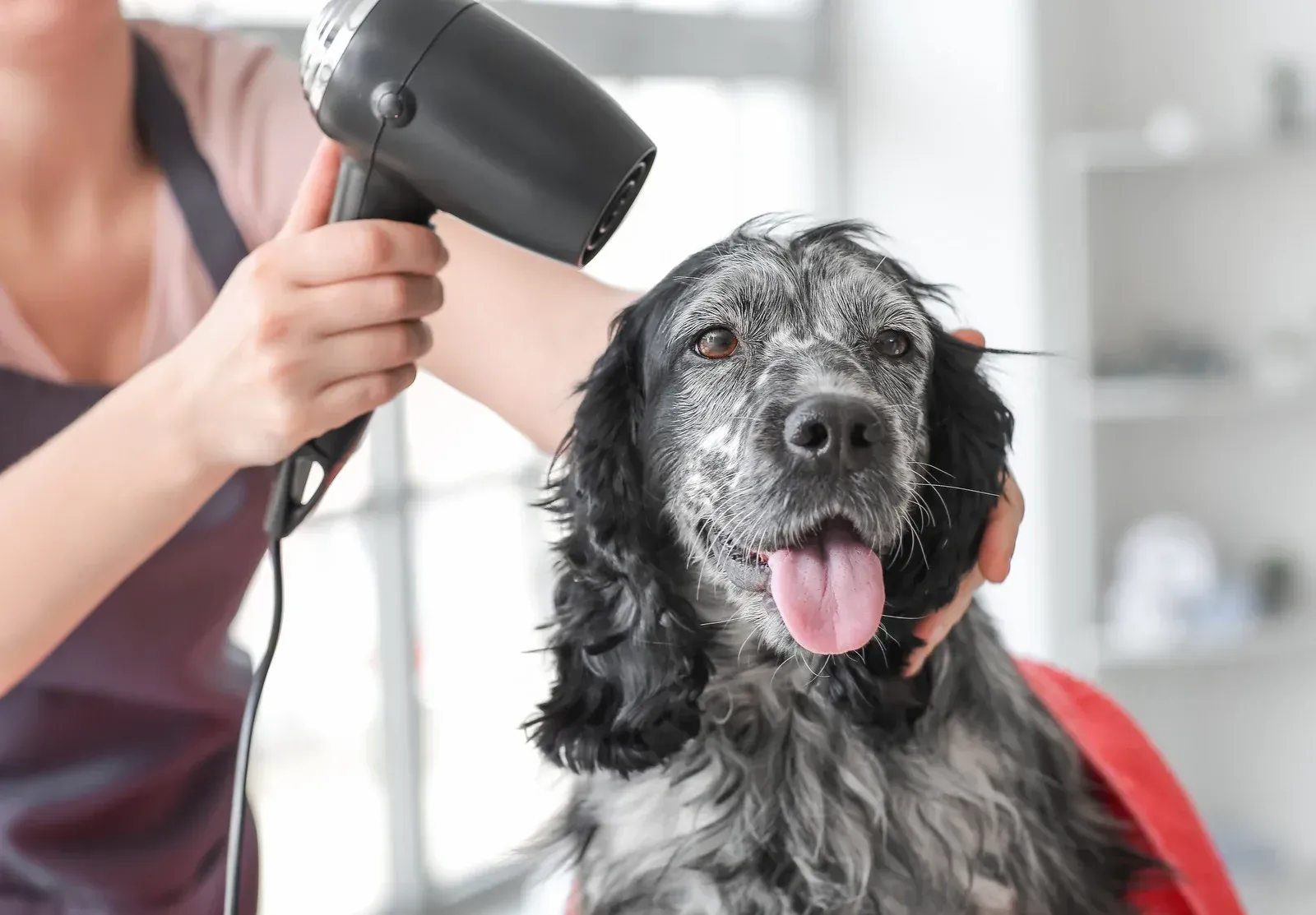 A person drying a wet, smiling dog with a hairdryer in a grooming salon.