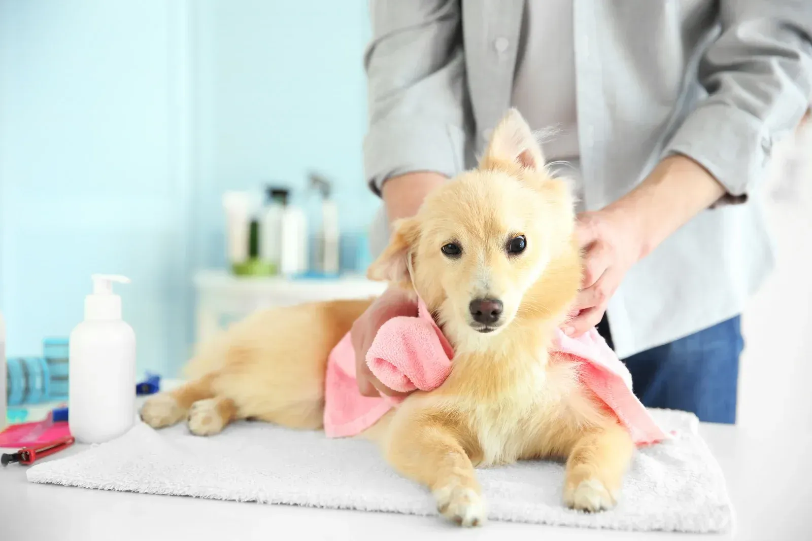 Dog being dried with a pink towel by a person in a grooming setting.