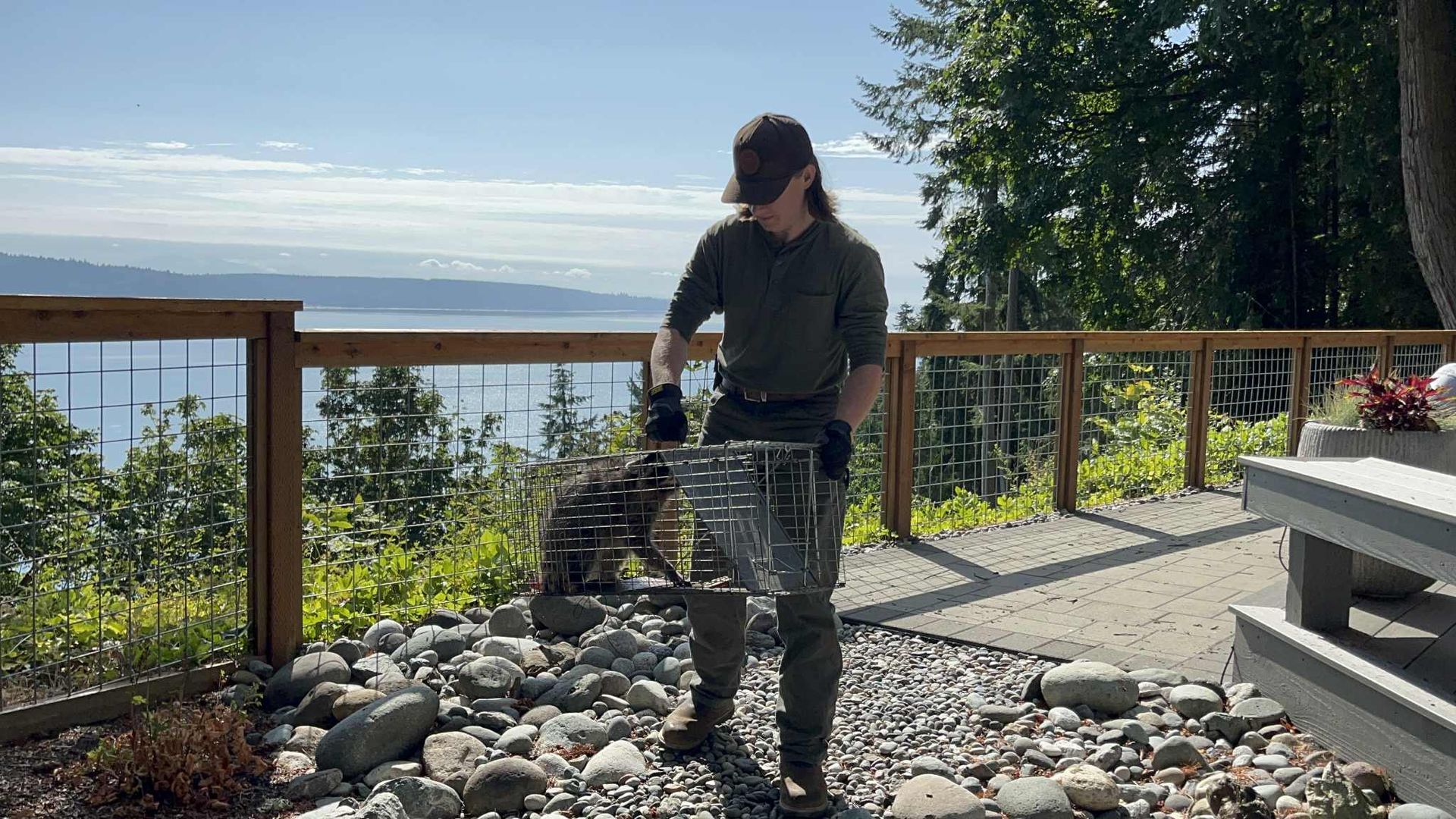 Person releasing a raccoon from a cage on a sunny deck overlooking a body of water.