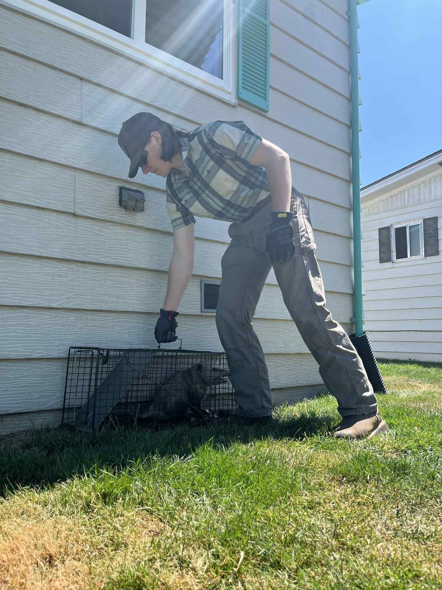 Man in plaid shirt and hat reaching into a live animal trap on a lawn next to a house.