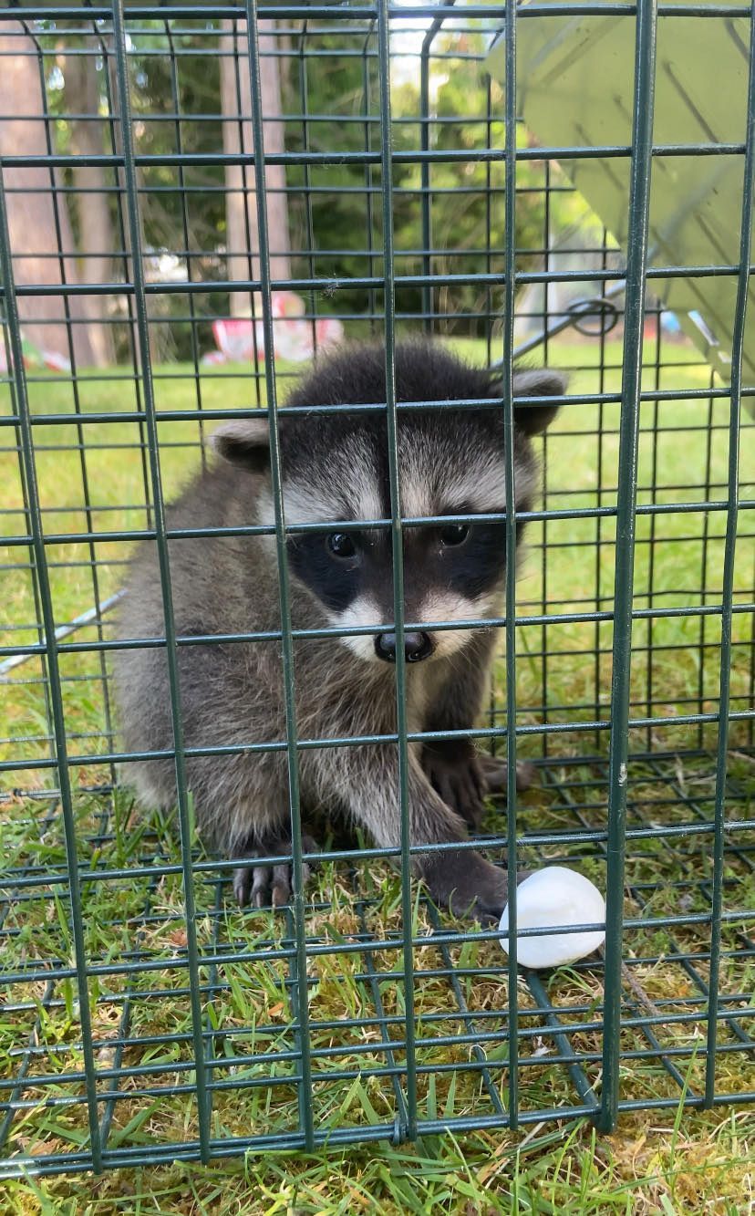 A raccoon inside a green cage, holding a white egg. It is sitting on grass, looking at the egg.