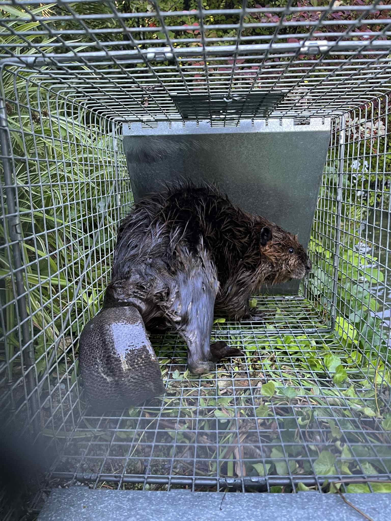 Two wet otters in a metal cage, with greenery visible.