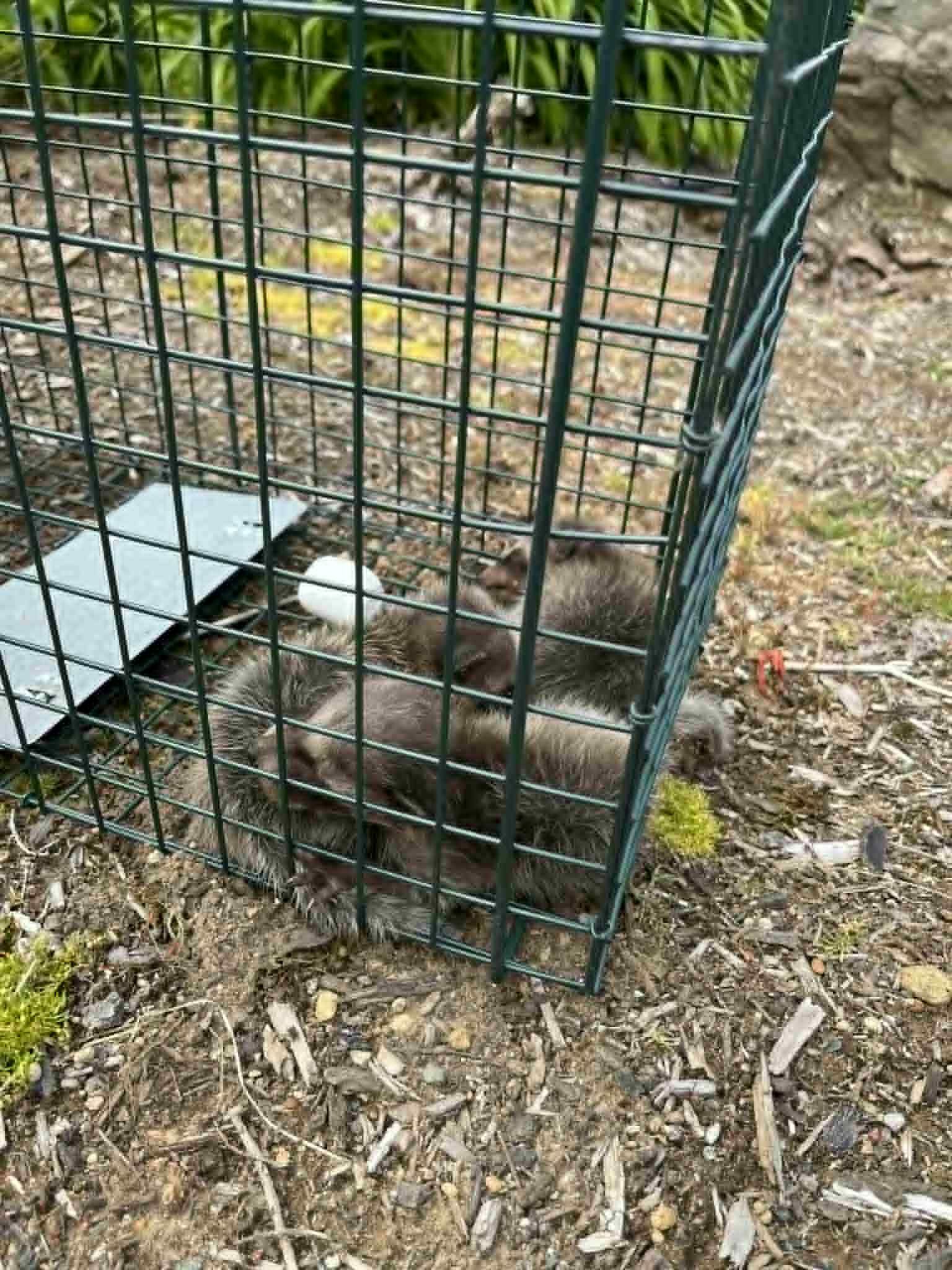 Small, furry animals huddled in a metal trap on dirt ground outdoors.