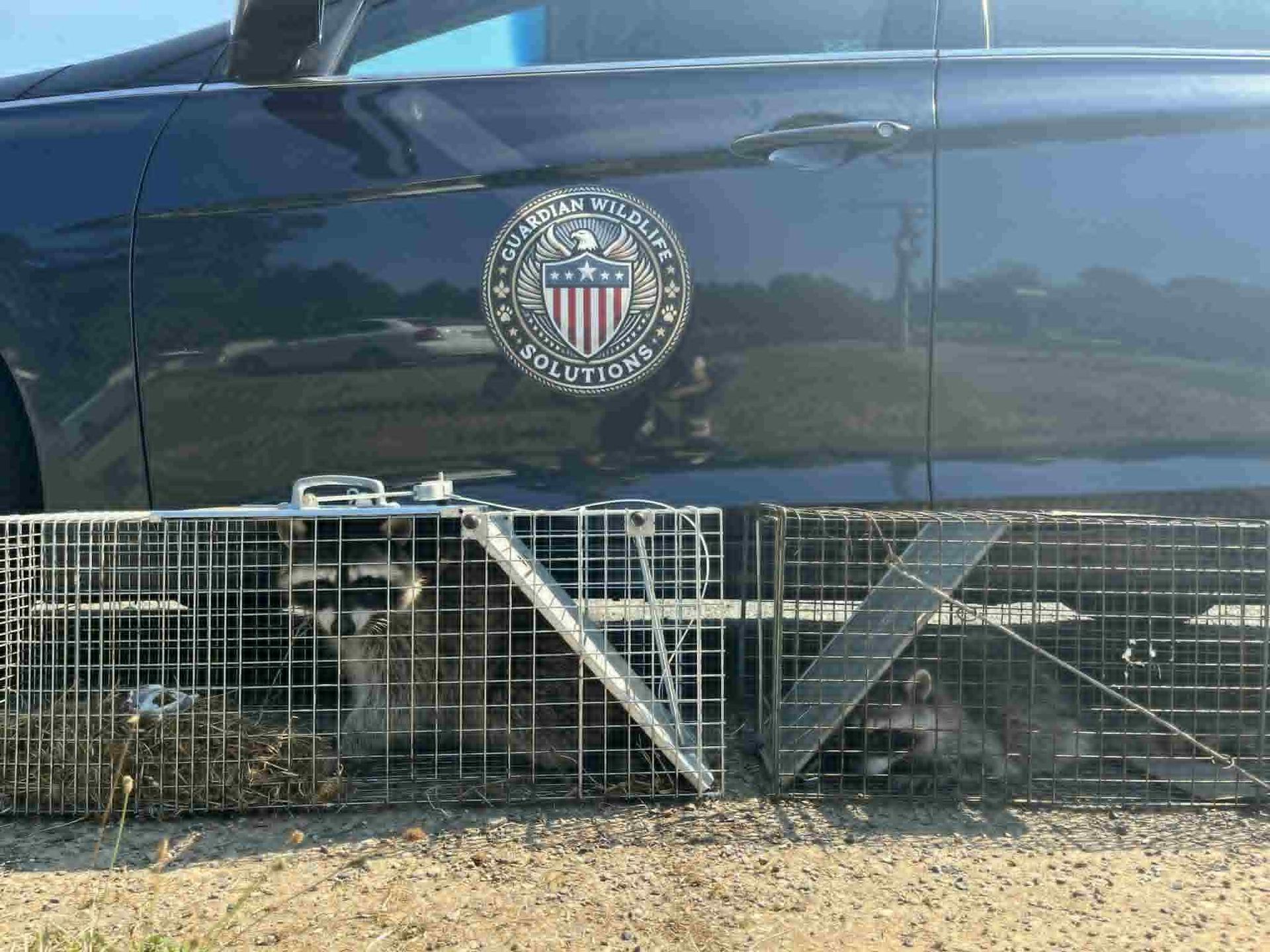 Two raccoons trapped in cages near a blue car with a government seal.