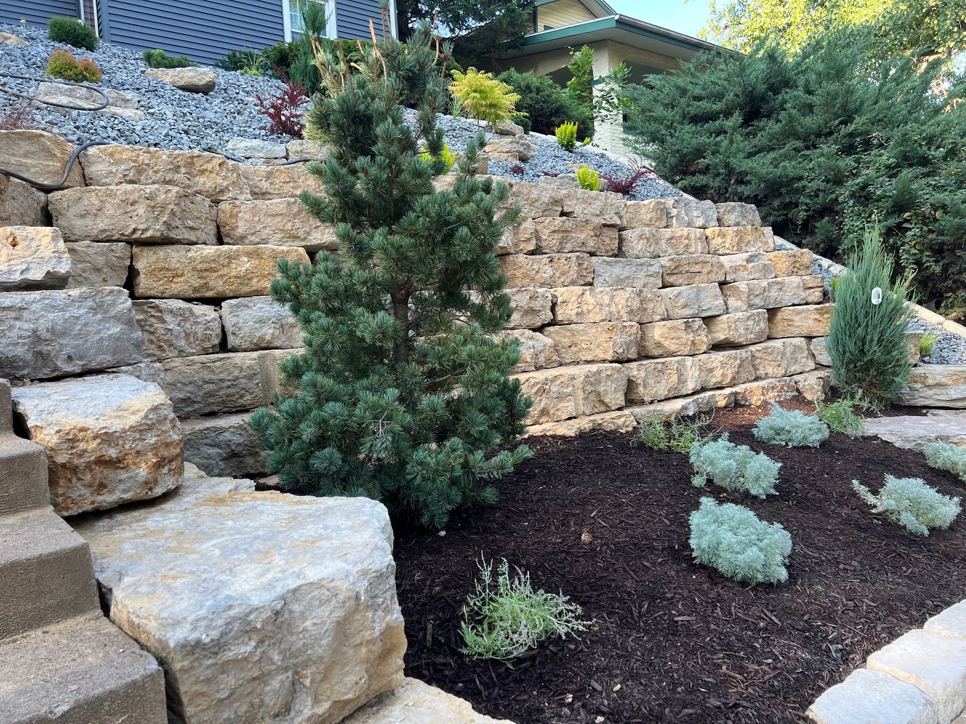 Stone retaining wall with plantings and a pine tree.
