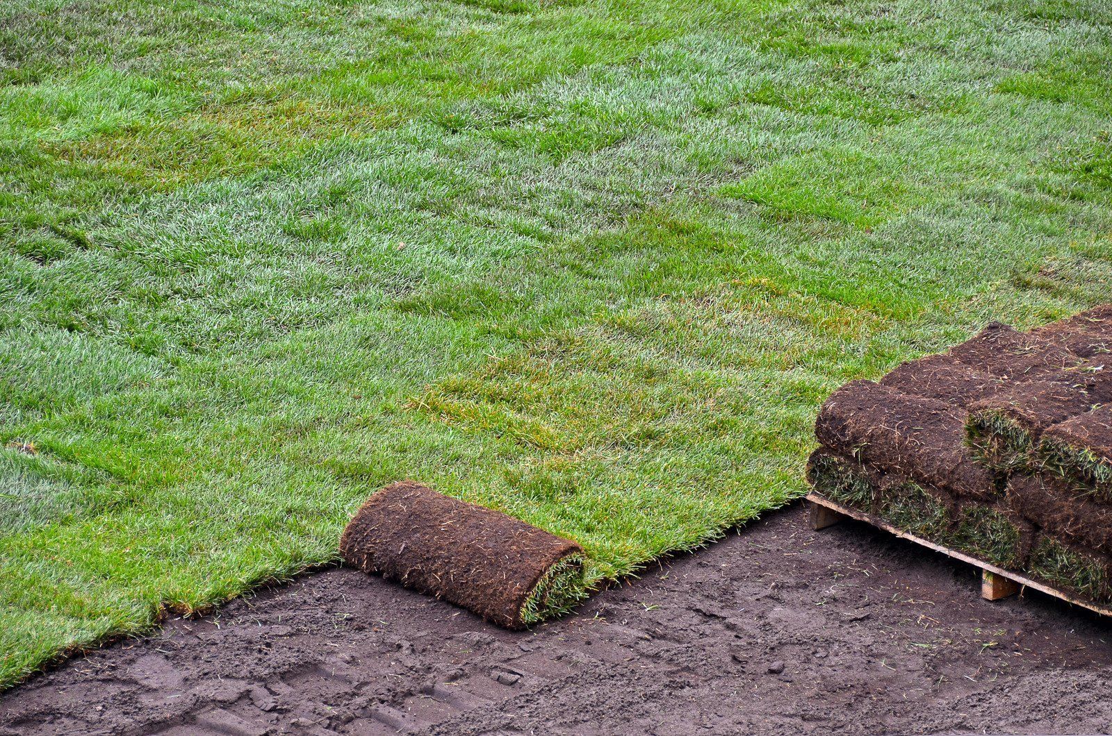 Rolls and squares of sod being laid on a prepared brown surface; a freshly laid green lawn.