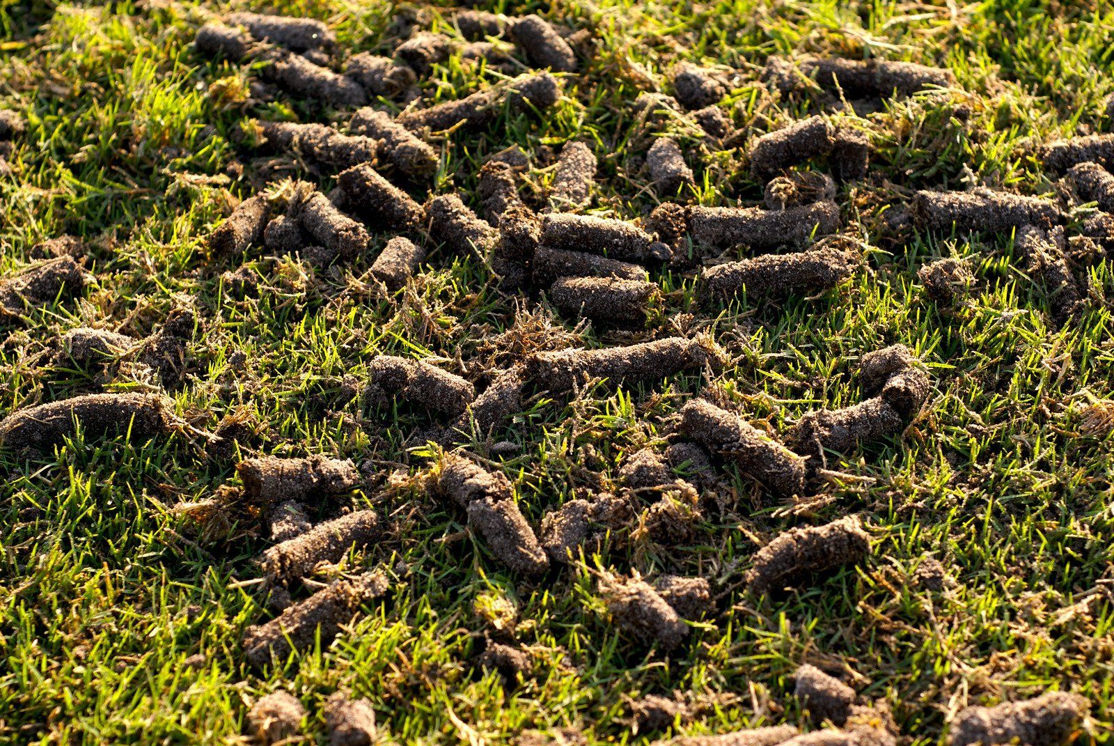 Lawn with soil plugs after aeration, green grass and dark soil.