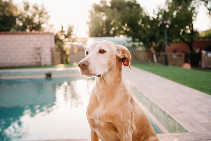 dog standing in front of concrete swimming pool