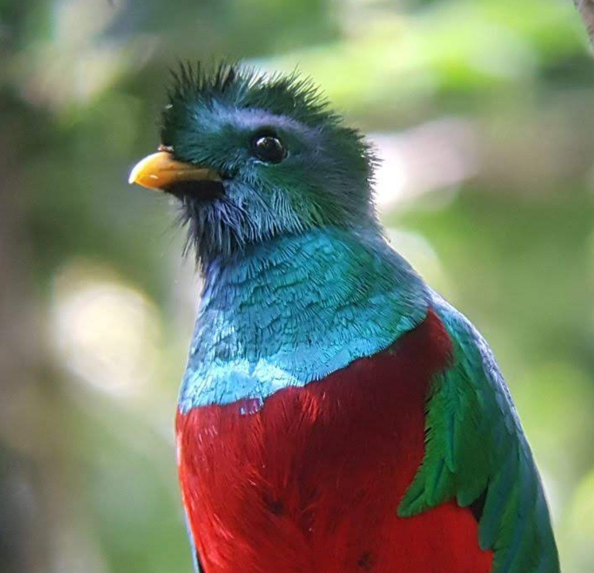 A close up of a colorful bird with a yellow beak