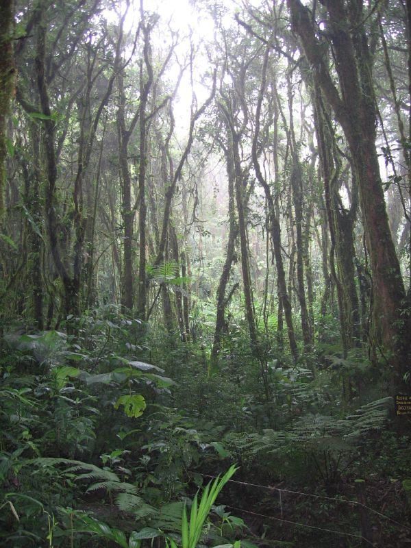 Santa Elena Cloud Forest Reserve