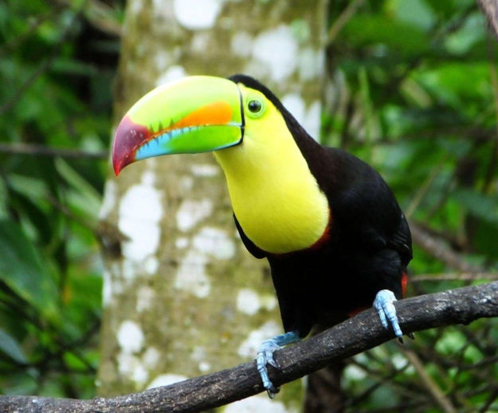 A colorful toucan perched on a tree branch