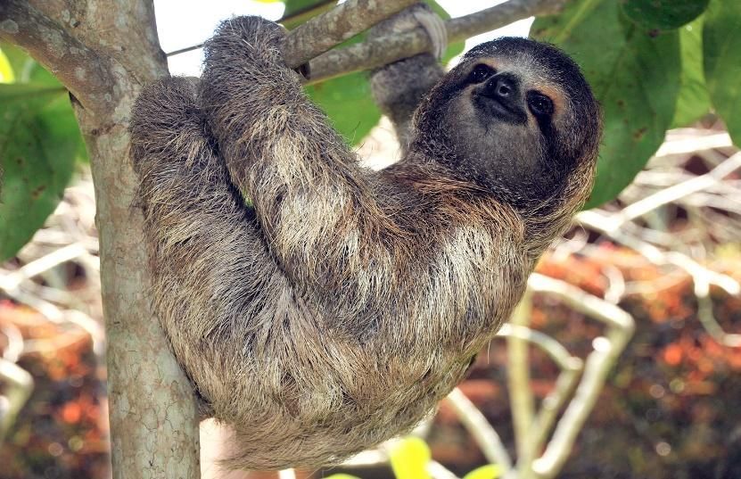 A sloth is hanging upside down from a tree branch