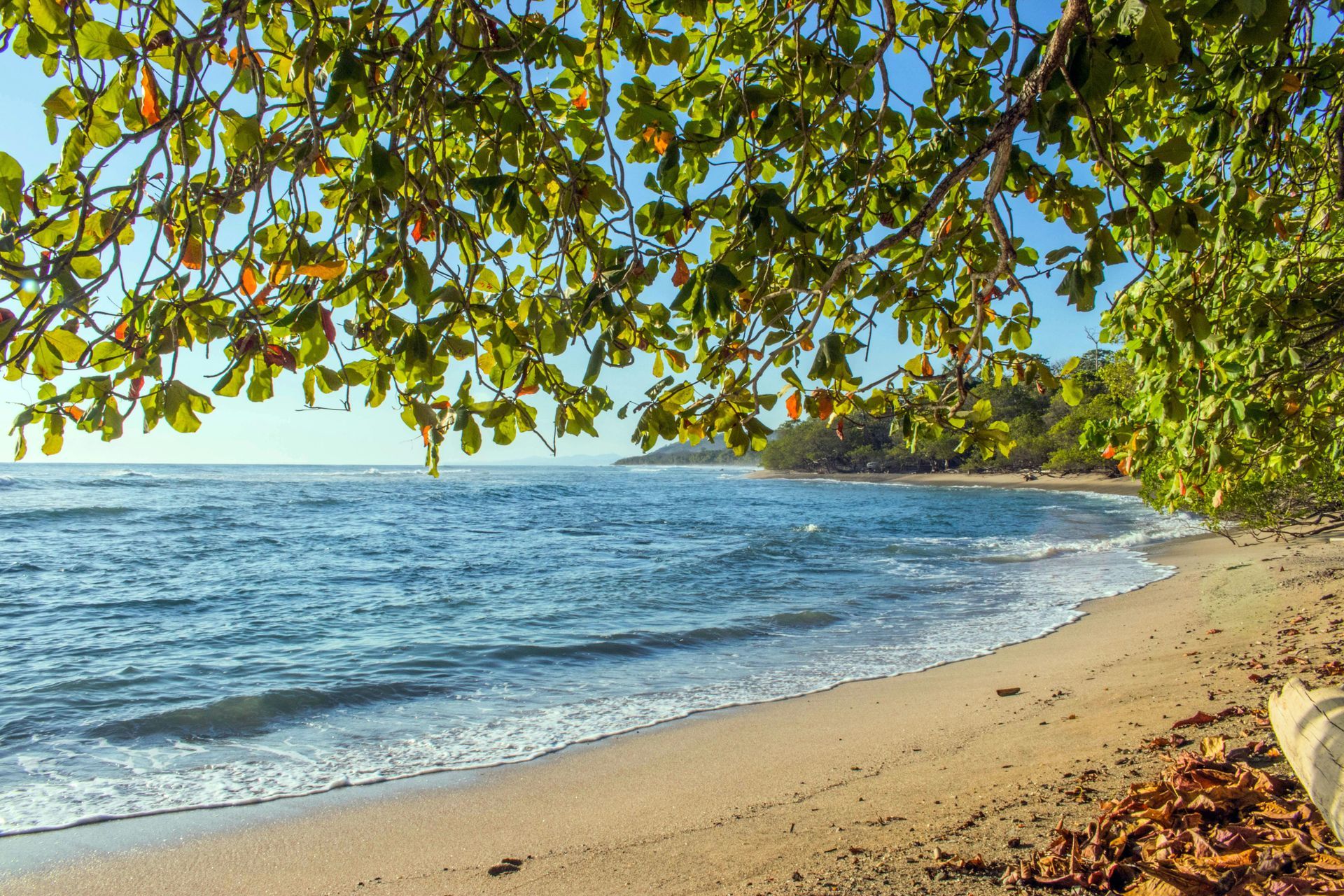 A beach with a tree branch hanging over the water