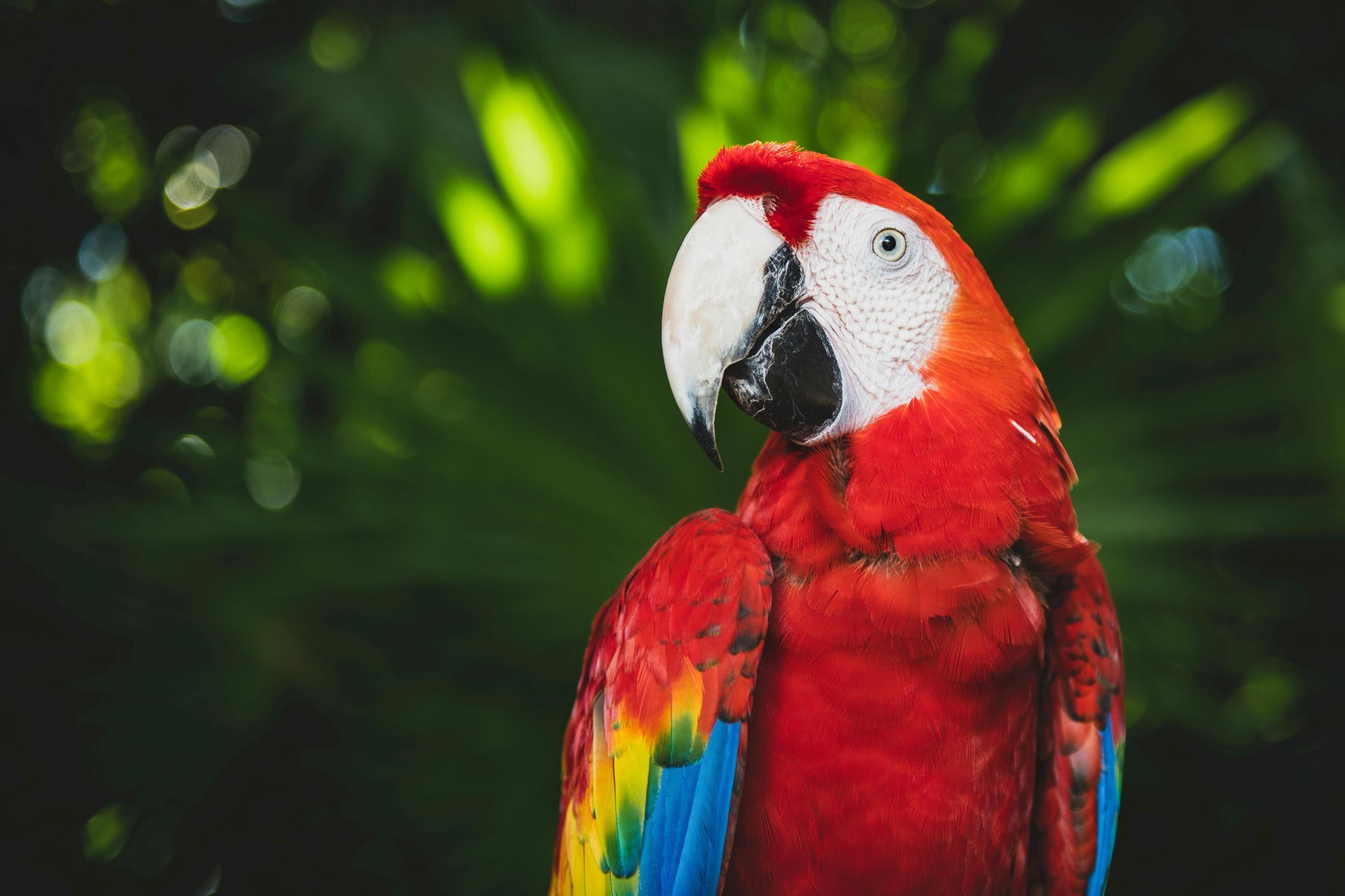 A close up of a colorful parrot with a green background.