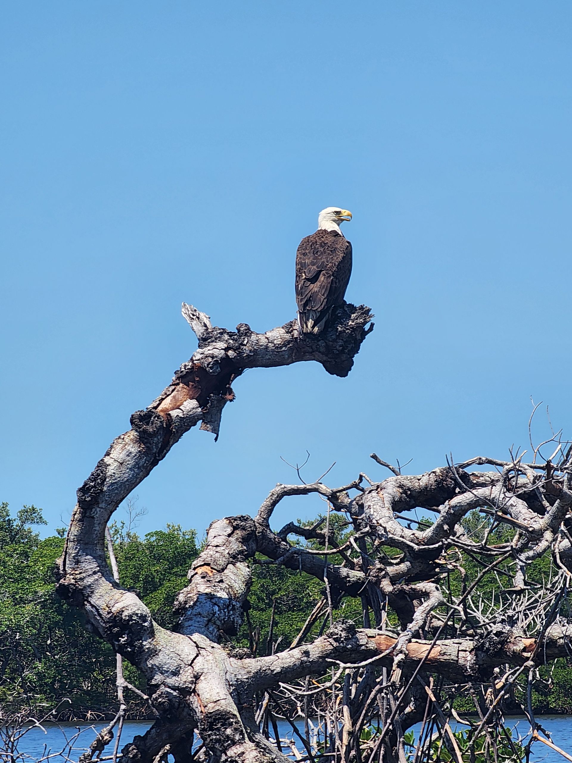 A bald eagle perched on a tree branch overlooking a body of water.