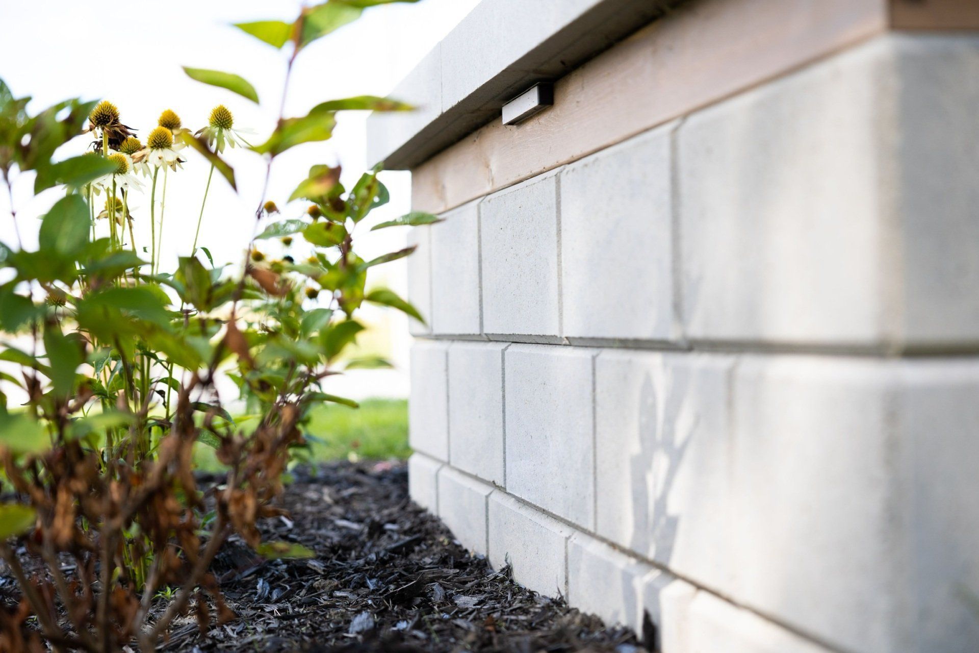 Une faible lumière filtre sous le rebord d'un mur en parpaings gris clair, à côté d'une plante à fleurs jaunes dans du paillis.