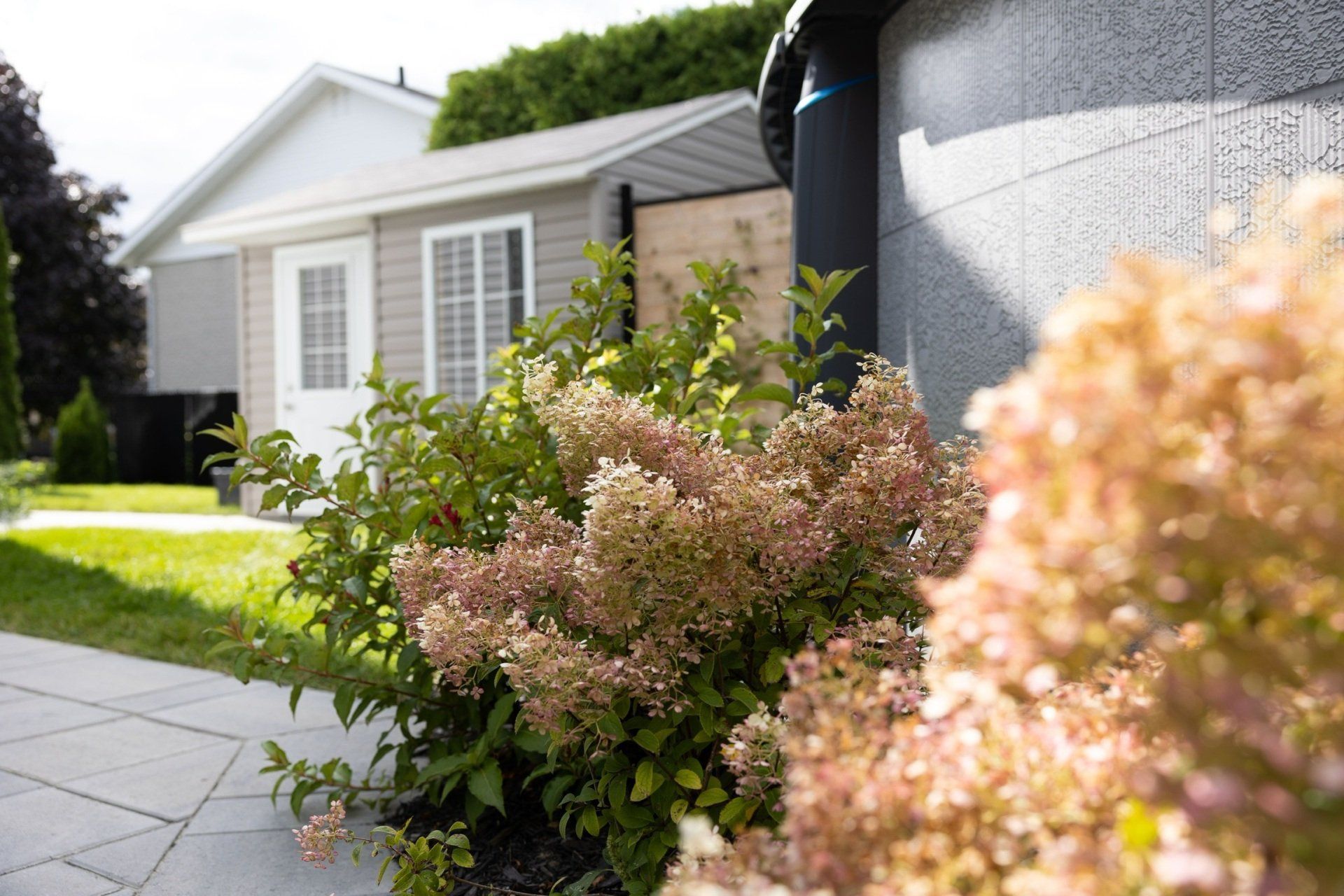 Gros plan sur des fleurs d'hortensia roses, avec un hangar gris et un bâtiment blanc visibles en arrière-plan.