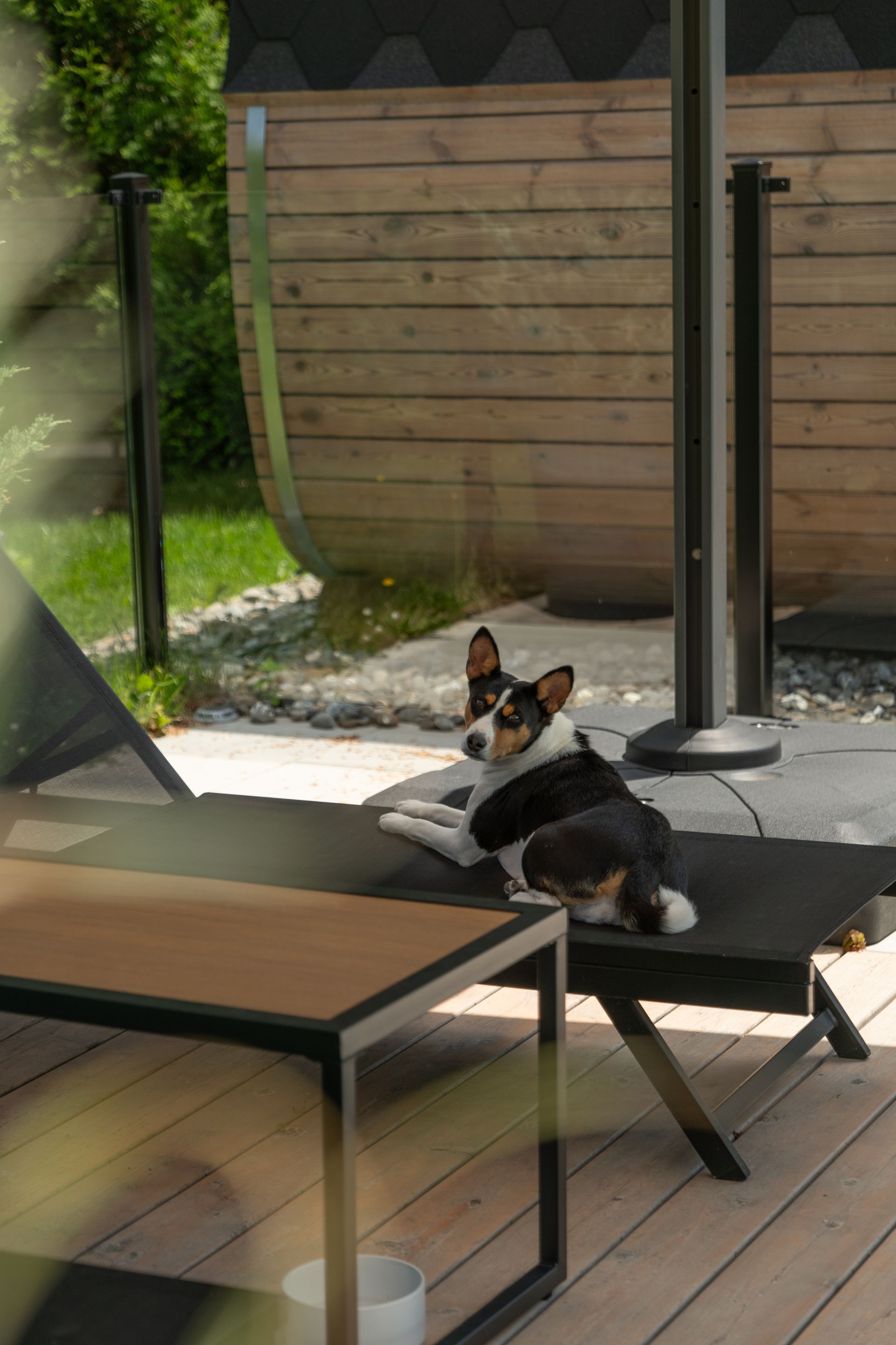 Un corgi tricolore se repose sur une chaise longue noire, sur une terrasse en bois à côté d'un sauna.