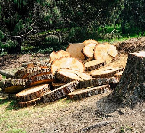 Man Cuts a Fallen Tree — Evington, VA — Wisecarver Tree Service