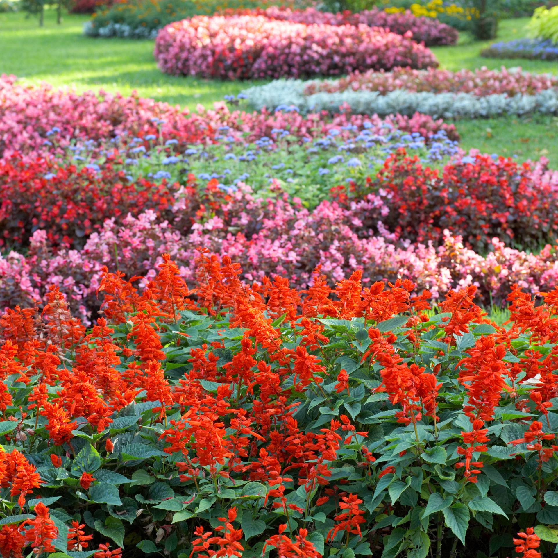 A garden filled with lots of red and pink flowers