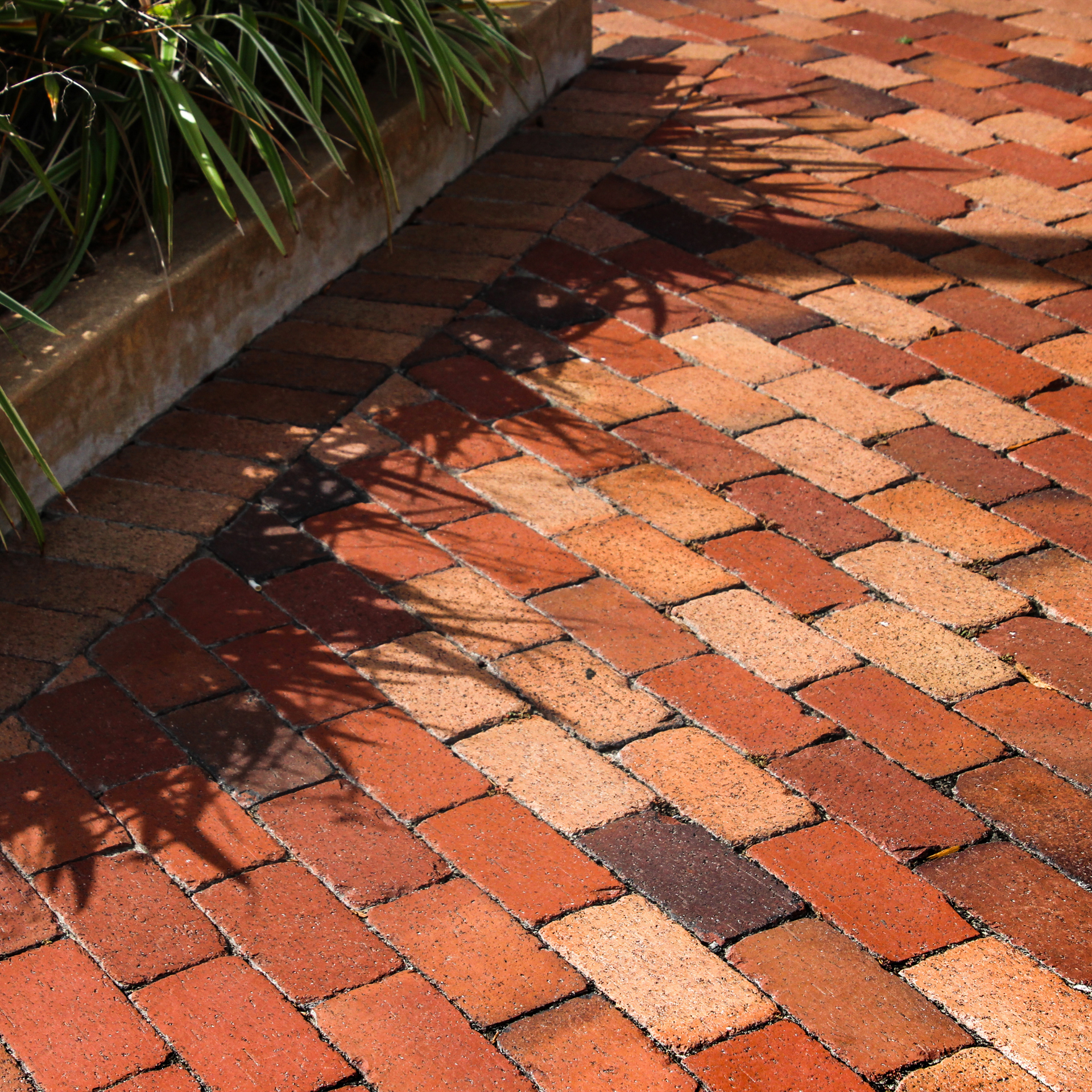 A brick walkway with a plant in the background