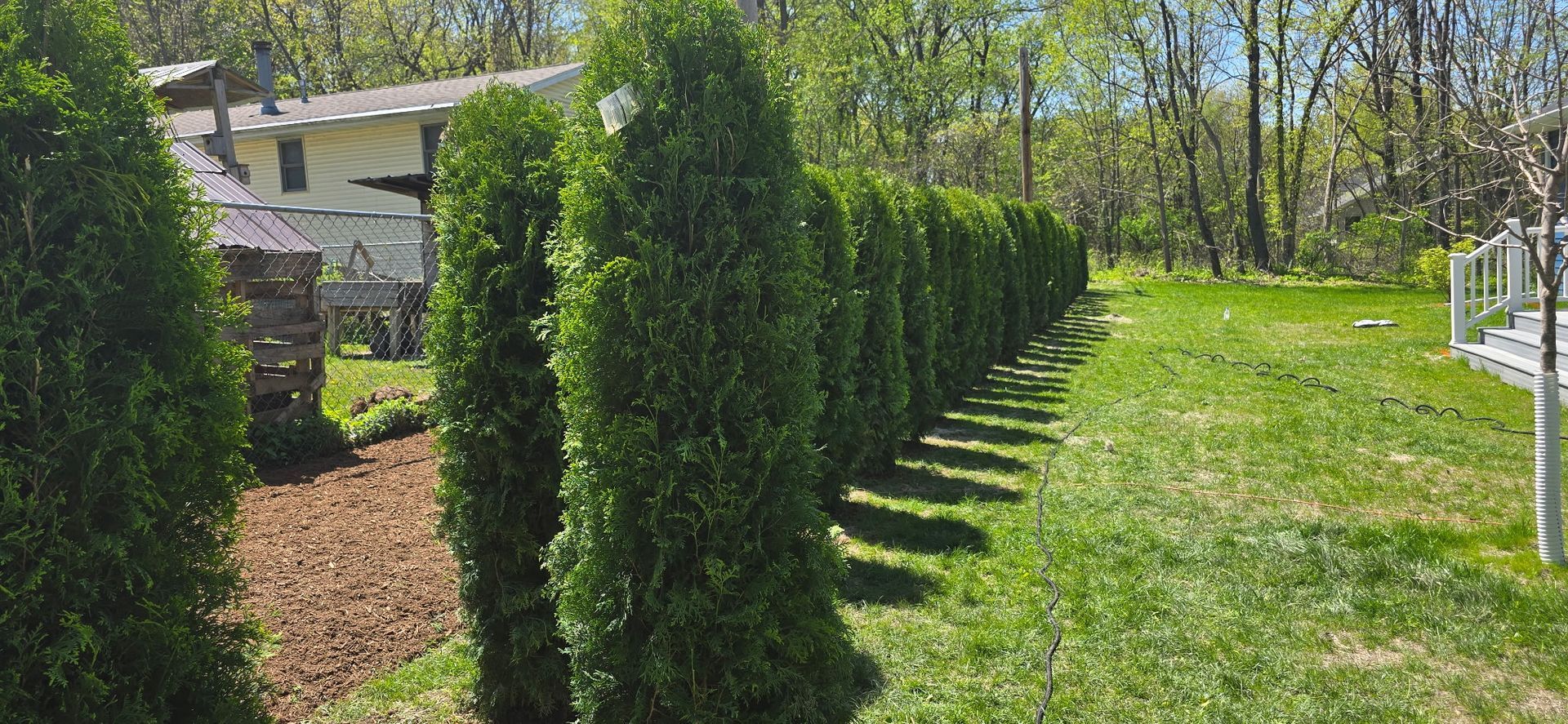 row of trees being used as a fence in Janesville, Wisconsin