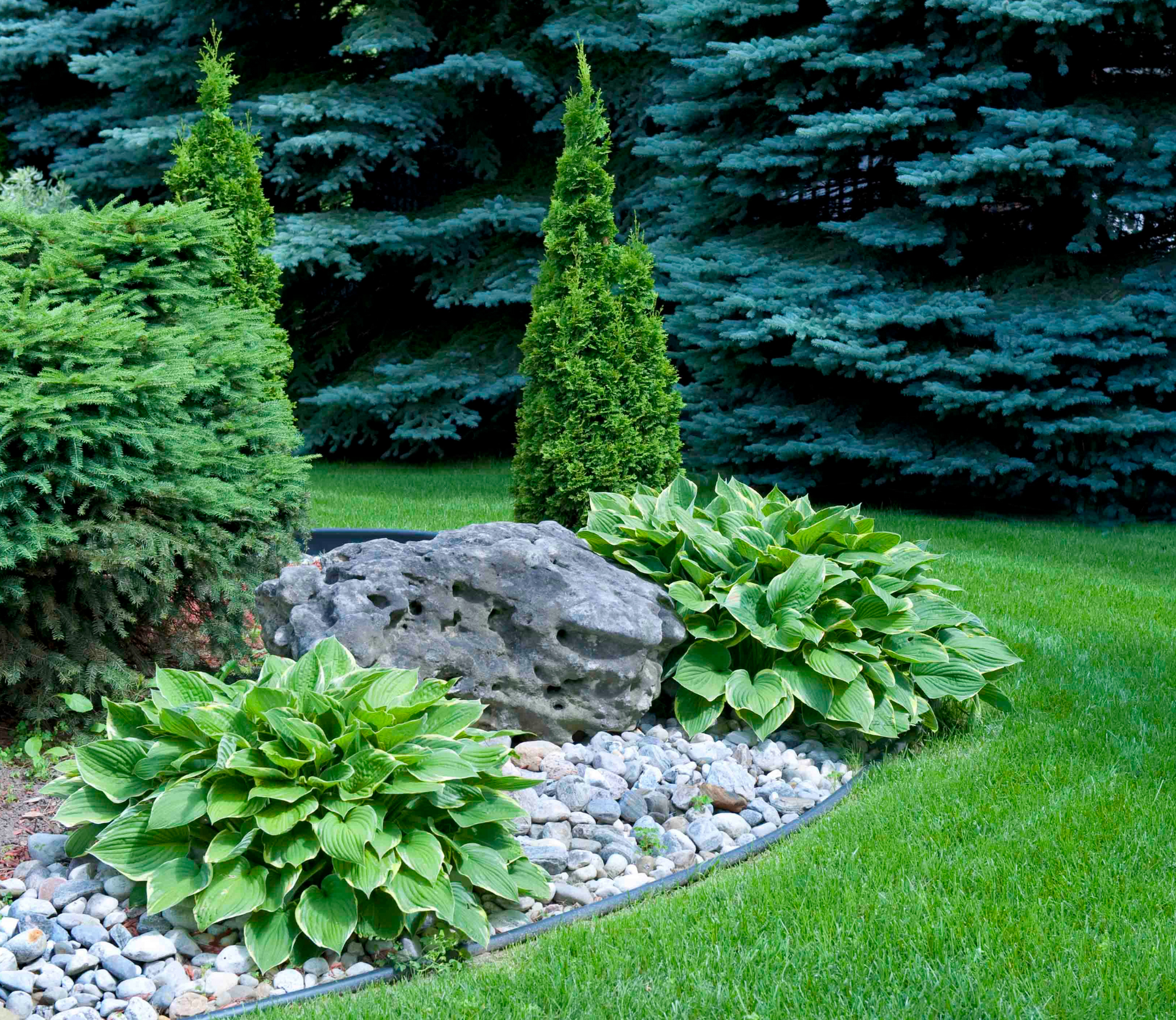 A lush green garden with rocks and trees inside a hedge