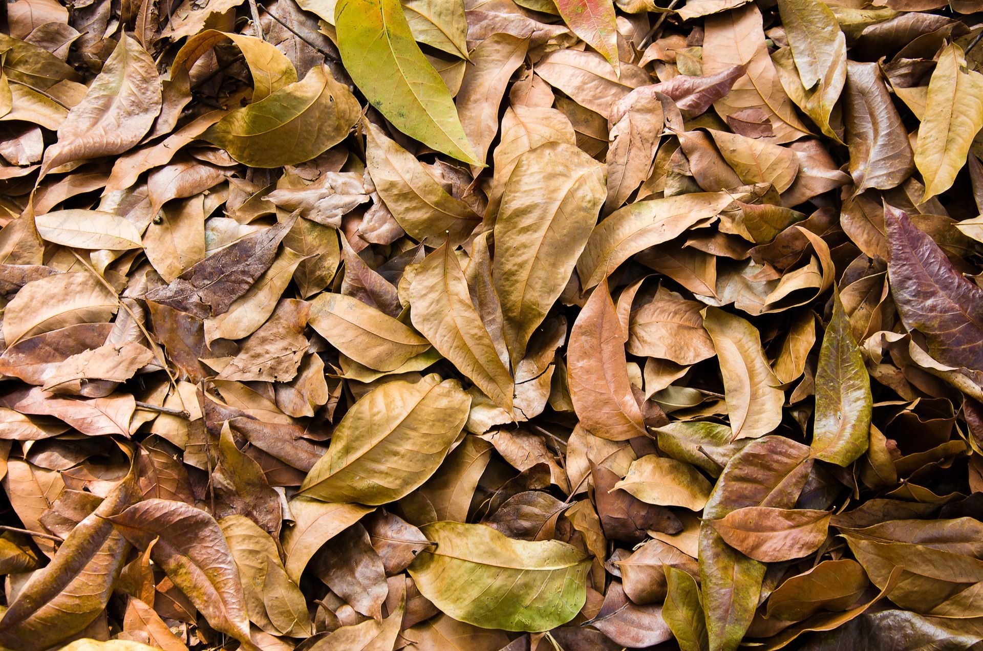 pile of dried leaves