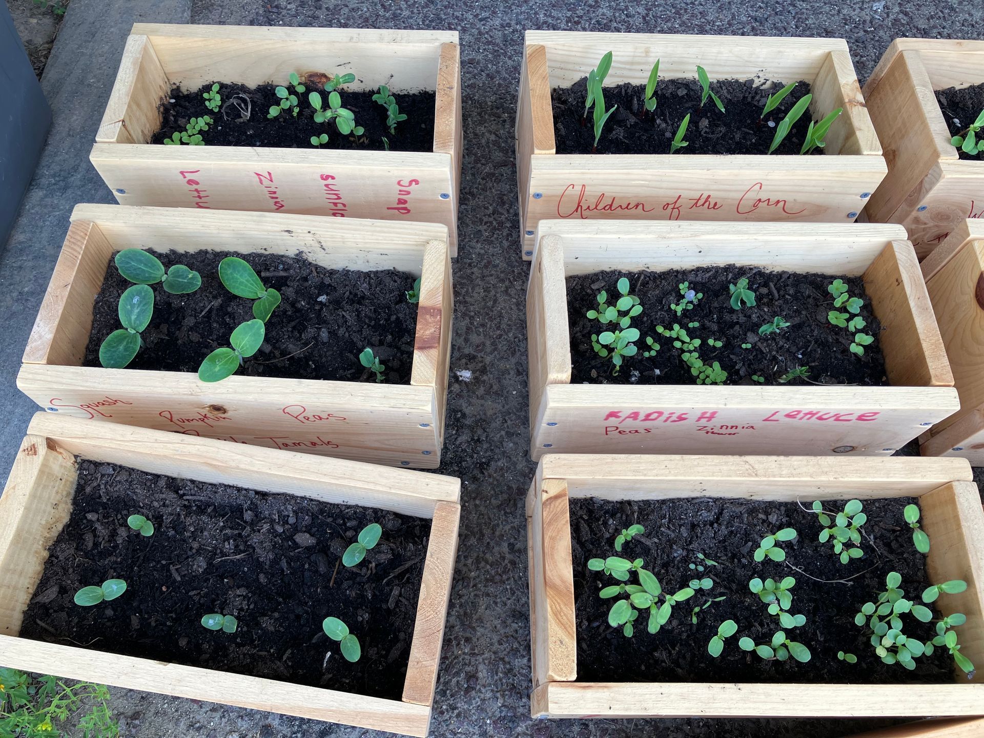 A group of wooden planters filled with soil and plants.