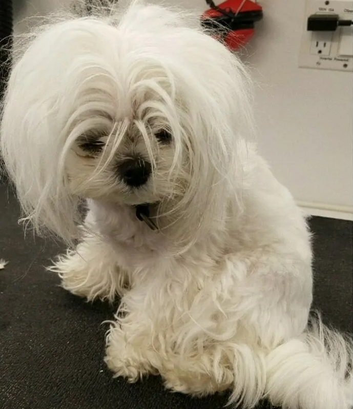 Shaggy to Chic Mobile Dog Groomers in Lancaster, Pa