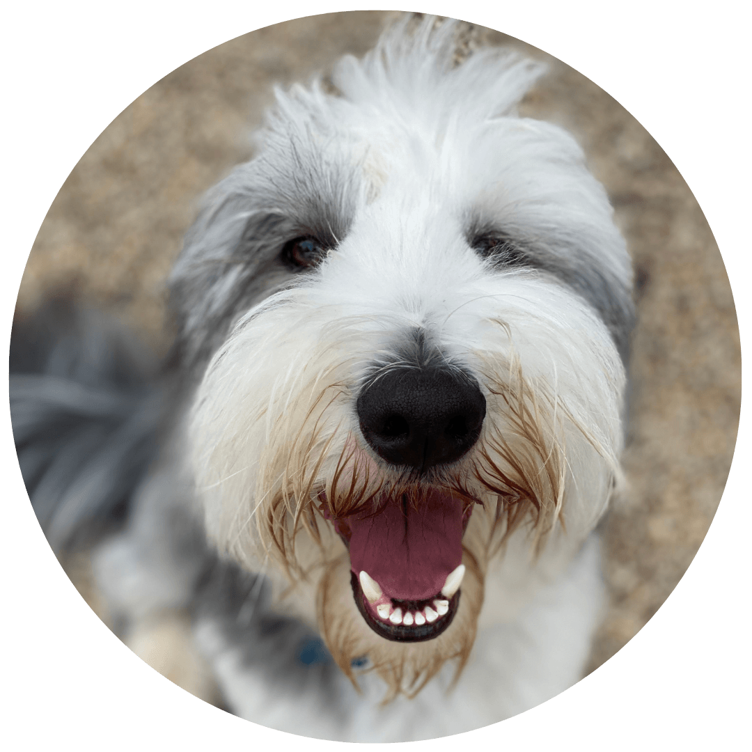 Shaggy dog mobile pet clearance grooming