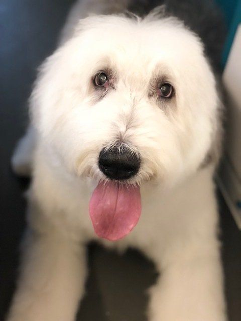 Shaggy to Chic Mobile Dog Groomer Lancaster, Pa